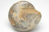 Polished Fossil Gastropod (Pleurotomaria) - Madagascar #207538-3